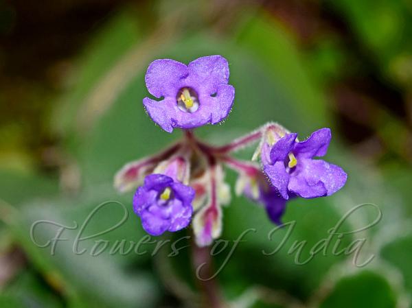 Hairy Stone Flower